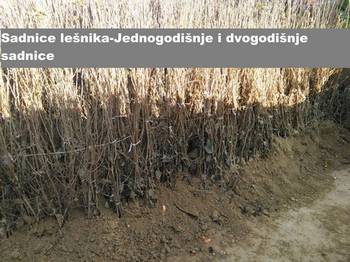 Prodaja sadnica svih vrsta voća