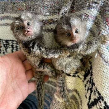 marmoset majmuni dostupni