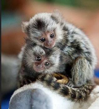 marmoset majmuni dostupni
