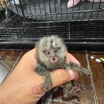marmoset majmuni dostupni