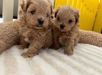 Prekrasni maltipoo štenci