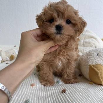 Prekrasni maltipoo štenci