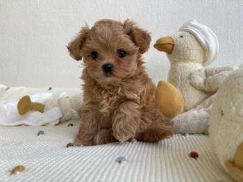 Prekrasni maltipoo štenci
