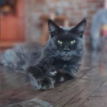 Maine Coon mačići