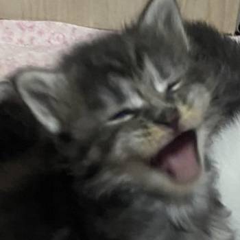 Maine Coon mačići