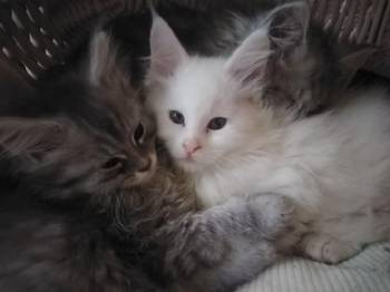 Maine Coon mačići