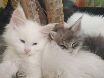 Maine Coon mačići