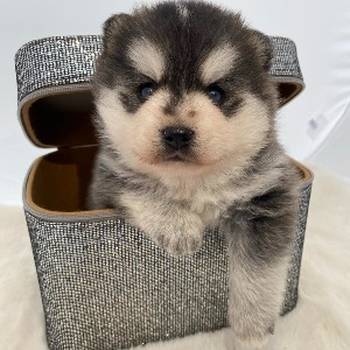 Pomsky- pomski, patuljasti i mini.