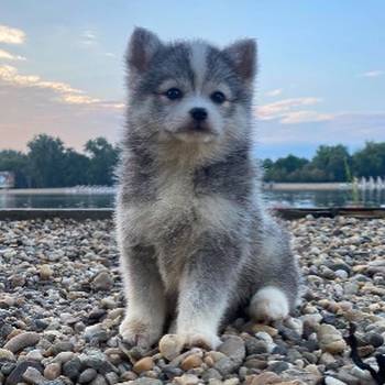 Pomsky- pomski, patuljasti i mini.