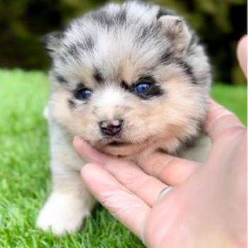 Pomsky- pomski, patuljasti i mini.