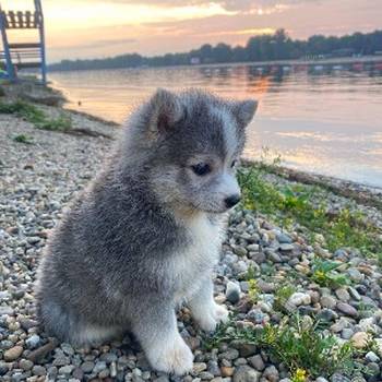 Pomsky- pomski, patuljasti i mini.