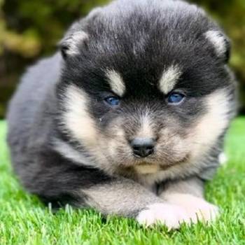 Pomsky- pomski, patuljasti i mini.