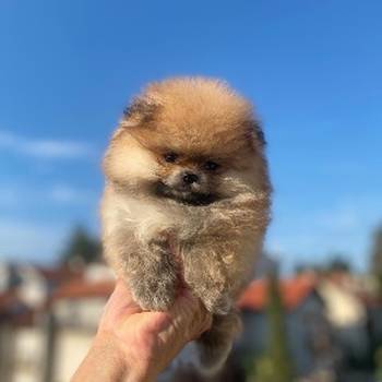 Pomeranac čistokrvni, patuljasti