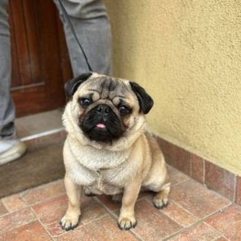 Mops