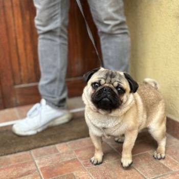 Mops