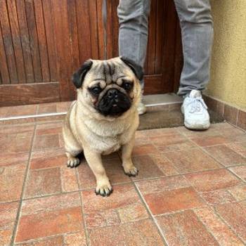 Mops