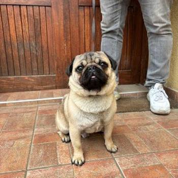 Mops