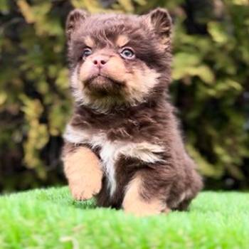 Francuski buldog hipoalergene dlake