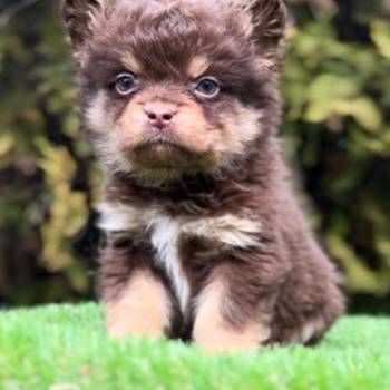Francuski buldog hipoalergene dlake