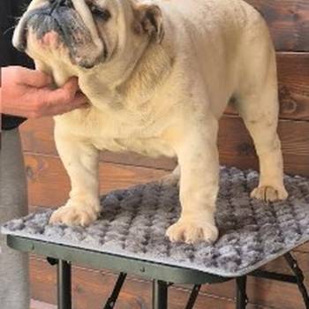 Engleski buldog, muzijak
