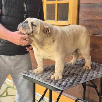 Engleski buldog, muzijak