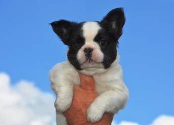Francuski buldog fluffy
