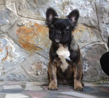 Francuski buldog fluffy