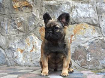 Francuski buldog fluffy
