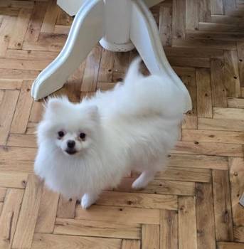 Čistokrvni Boo štenci Pomeranca