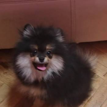 Čistokrvni Boo štenci Pomeranca