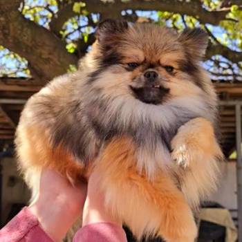 Čistokrvni Boo štenci Pomeranca
