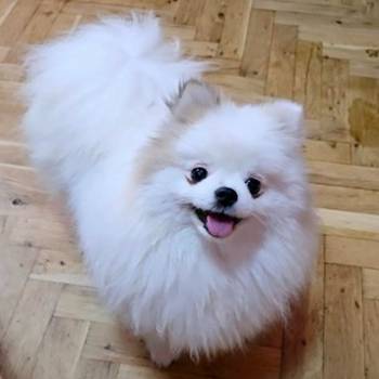 Čistokrvni Boo štenci Pomeranca