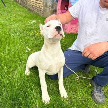 Dogo Argentino