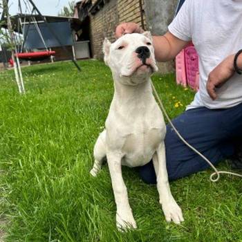 Dogo Argentino