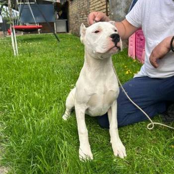 Dogo Argentino
