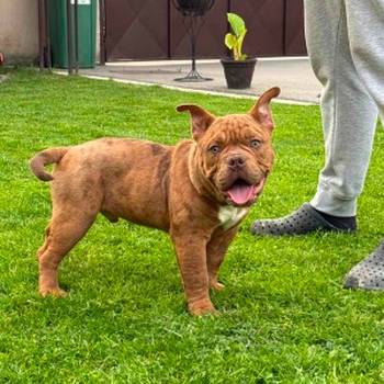 American bully micro size (exotic) stenci