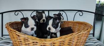 Boston terrier stenci