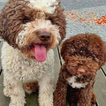 Dostupno novo leglo lagotto romanjolo