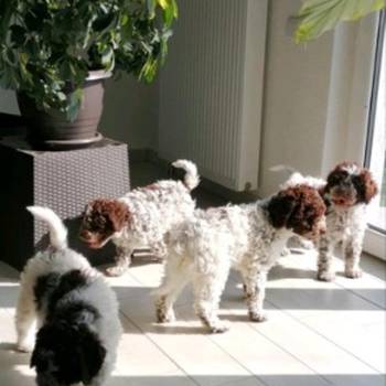 Dostupno novo leglo lagotto romanjolo