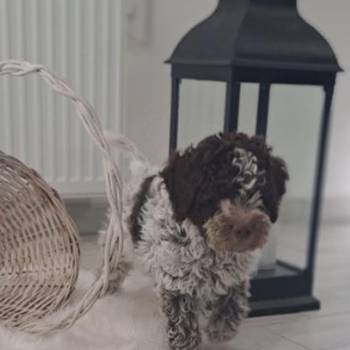 Dostupno novo leglo lagotto romanjolo