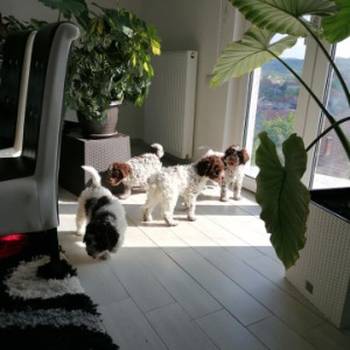 Dostupno novo leglo lagotto romanjolo