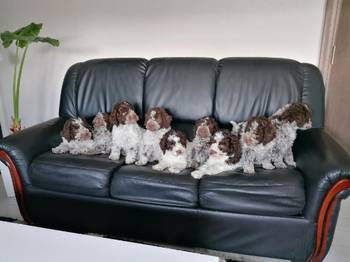 Dostupno novo leglo lagotto romanjolo