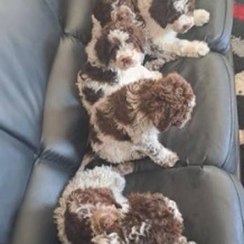 Dostupno novo leglo lagotto romanjolo