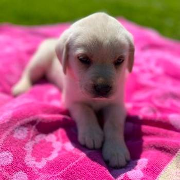 Labrador stenci