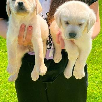 Labrador stenci