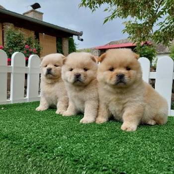Cau cau Chow chow stenad najlepsi pokon