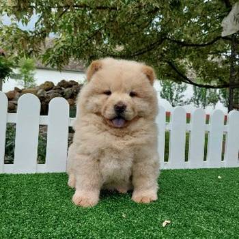 Cau cau Chow chow stenad najlepsi pokon
