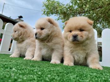 Cau cau Chow chow stenad najlepsi pokon