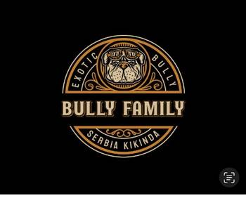 American bully Exotic