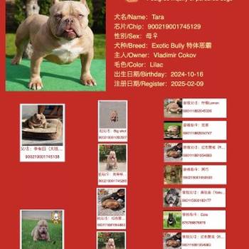 American bully Exotic